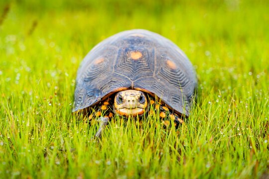 Turtle in lush Casanare grassland