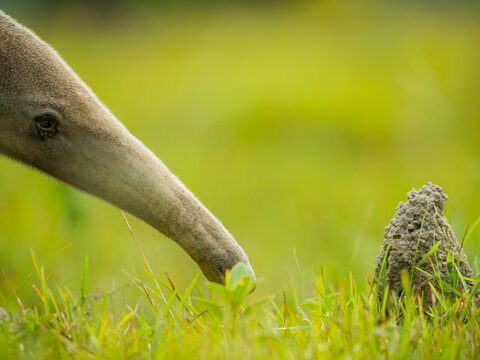 Giant anteater exploring termite mound in Colombia grassland
