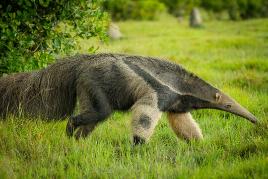Giant anteater in Colombian wildlife habitat