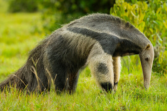 Giant anteater in Colombian wildlife habitat