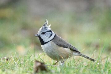 Obraz premium Crested Tit (Lophophanes cristatus) on the ground – common bird in the Czech Republic