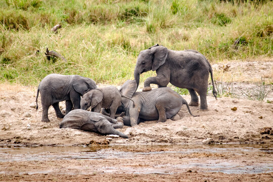 Playful elephant calves near a waterhole