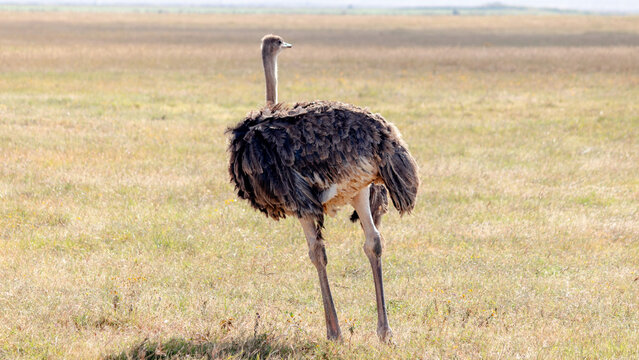 Ostrich wandering in Ngorongoro Crater safari landscape