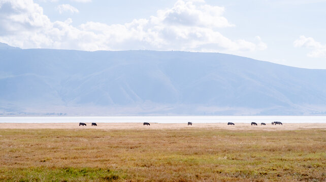 Ngorongoro landscape with zebras by the lagoon