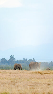 Elephants in ol pejeta conservancy, Kenya safari experience