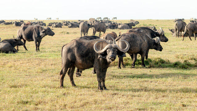 African buffalo herd in Ol Pejeta Conservancy