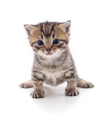 Obraz premium Small tabby kitten sitting on a white background.