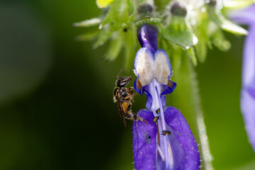 Abelha jata&iacute;-da-terra na flor do Boldo ou Tapete de Oxal&aacute; (Plectranthus barbatus)