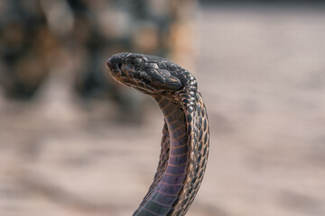 Detailed close-up of a poised cobra snake