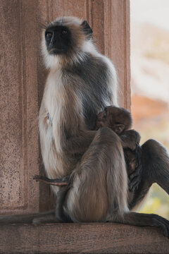 Gray langur with baby at temple