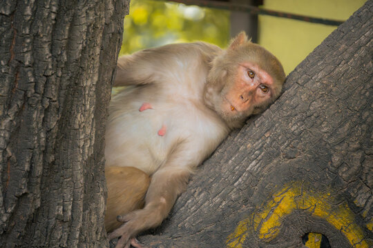 Resting rhesus macaque in natural habitat