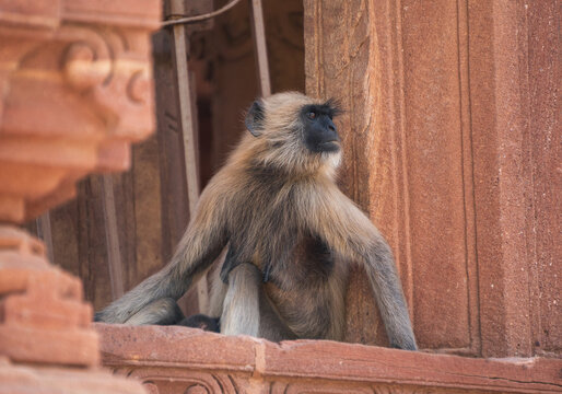 Gray langur perched on ancient temple stone