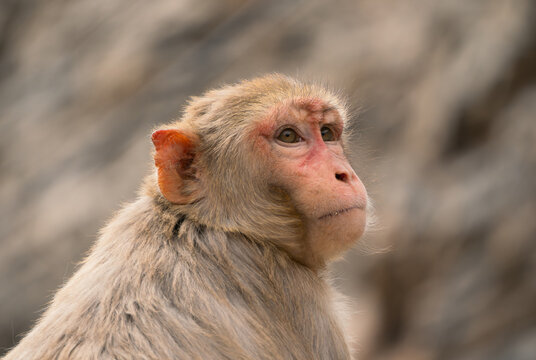 Rhesus macaque at Galta Ji Temple in India