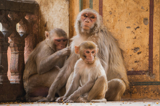 Rhesus macaques in ancient Galta Ji temple setting
