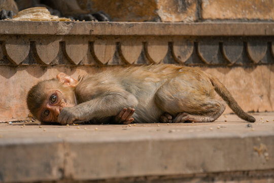 Baby rhesus macaque resting at Galta Ji Temple in India