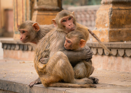 Rhesus macaques at the Monkey Temple in India