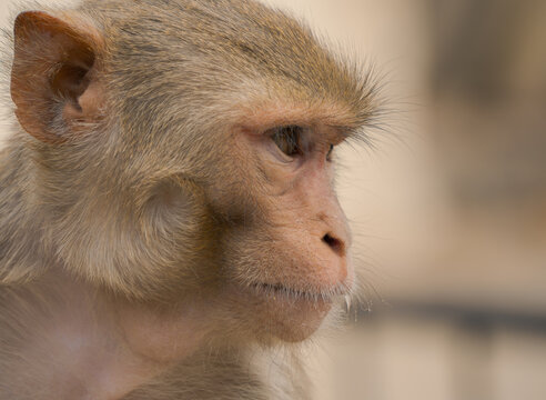 Rhesus macaque close-up at Galta Ji Temple in India