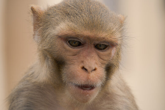 Rhesus macaque close-up at the Monkey Temple, India