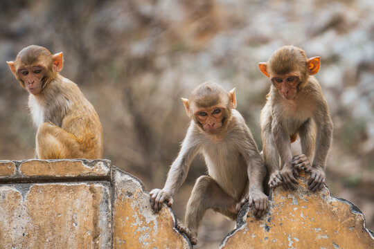 Rhesus macaques at Galta Ji Temple