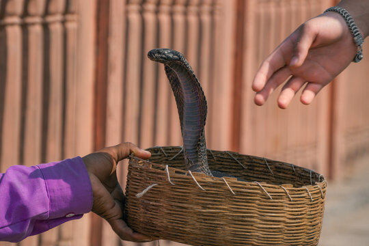 Snake charmer holding a cobra in a wicker basket
