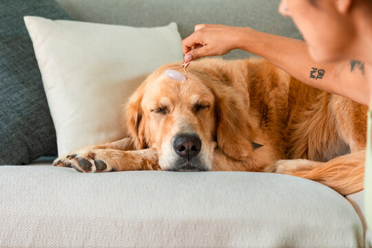 Dog enjoying face roller relaxation on a cozy sofa