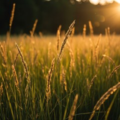 Fototapeta premium Golden hour light illuminating tall grass in a sweet meadow with a beautiful, soft, blurry background ,foreground ,nature ,environment