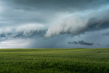 Storm over Saskatchewan wheat field. © Robert