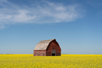 Abandoned barn is a canola field © Robert
