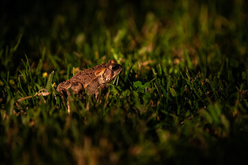 Obraz premium A Toad Sits in the Grass at Night