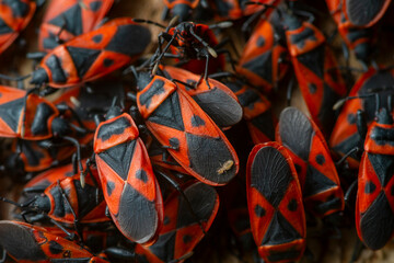 Macro photography of Mediterranean red bug