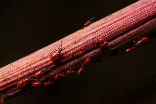 Caenocoris nerii nymphs on a plant stem