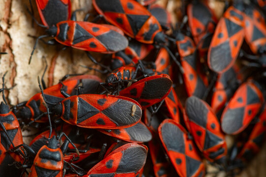 Mediterranean red bug cluster in detailed macro shot