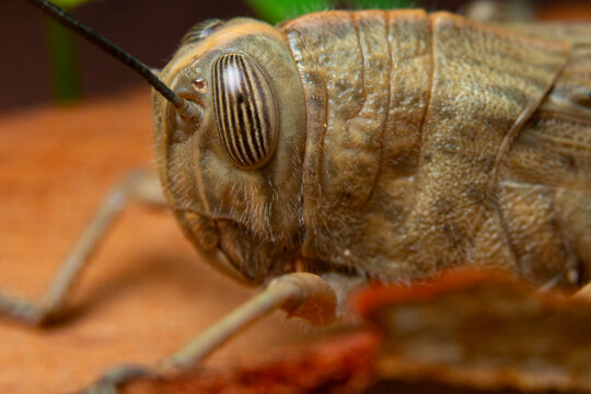 Macro close-up of a grasshopper's textured head