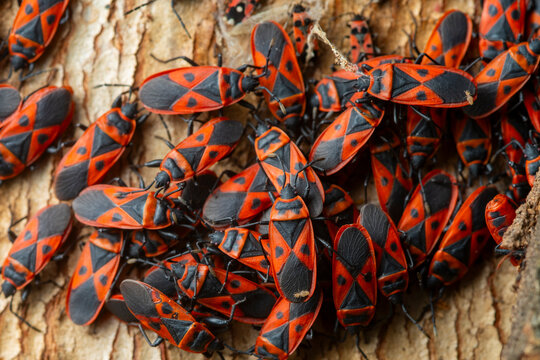 Macro shot of Mediterranean red bugs on tree bark