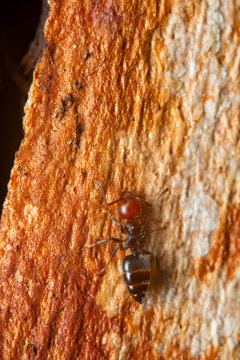 Macro shot of Mediterranean Acrobat Ant on tree bark