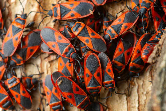 Macro photo of Mediterranean red bug cluster