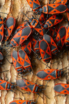Mediterranean red bug cluster in detailed macro shot