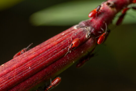 Close-up of a vibrant oleander bug on a plant stem
