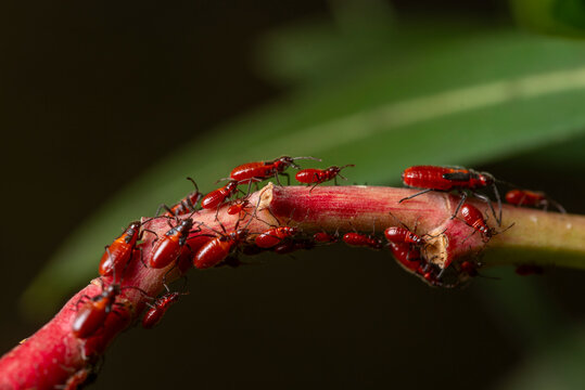 Oleander bug Caenocoris nerii on a plant stem
