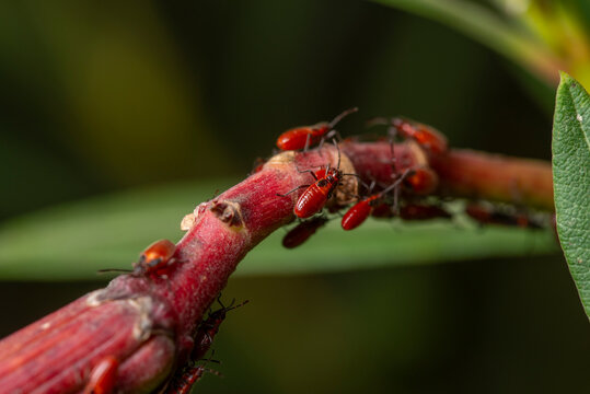 Oleander bugs on a plant stem in natural habitat