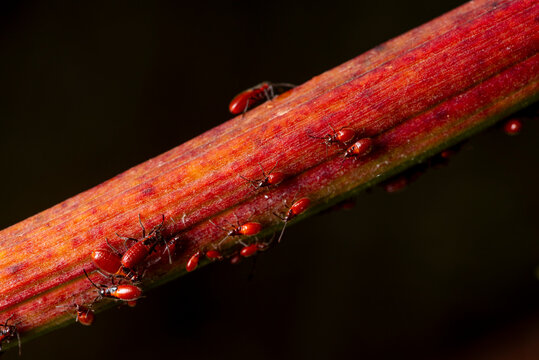 Oleander bug Caenocoris nerii on a colorful plant stem