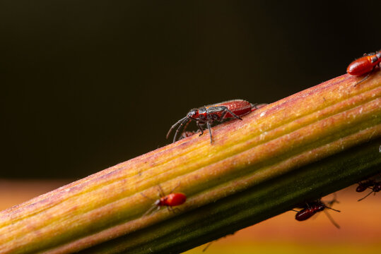 Oleander bug Caenocoris nerii on plant stem