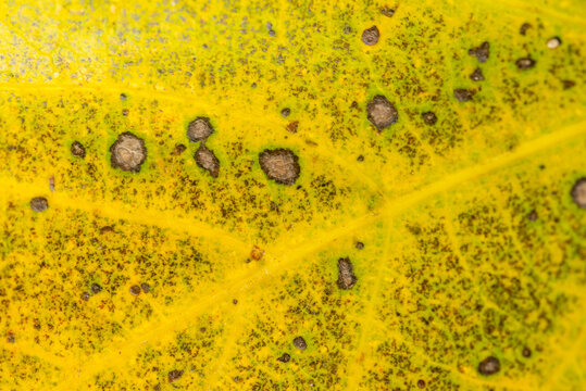 Macro view of a leaf with spots and fine details