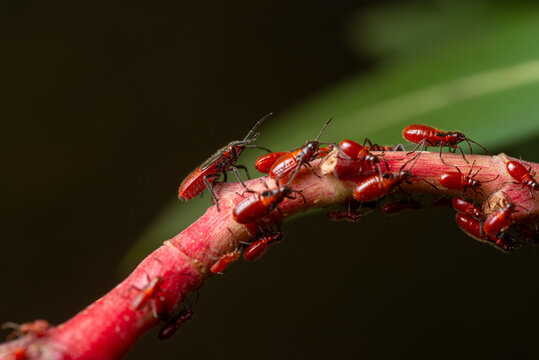 Cluster of oleander bugs on a vibrant red branch