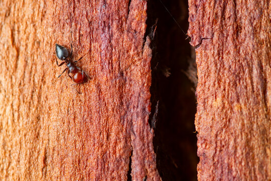 Mediterranean acrobat ant on tree bark in macro view