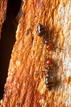 Mediterranean acrobat ants on tree bark macro close-up