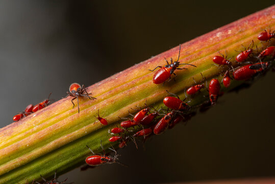 Oleander bug Caenocoris nerii on plant stem