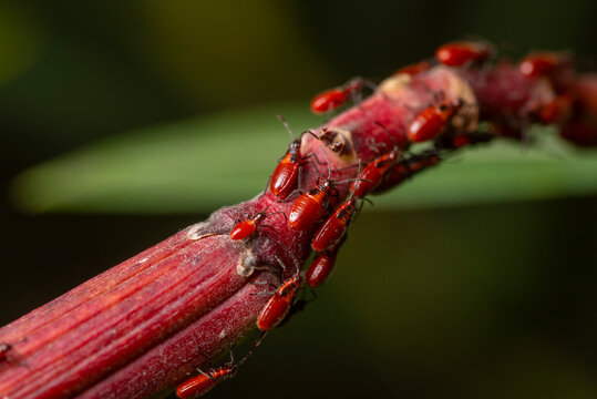 Oleander bugs close-up on a vibrant red stem