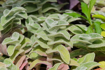 Tradescantia sillamontana is grown in temperate regions. Tropical plants sold in store. Indoor plant. Houseplant.