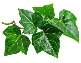 Obraz premium Close-up of glossy, green ivy leaves with prominent veins, a delicate stem, and a black backdrop